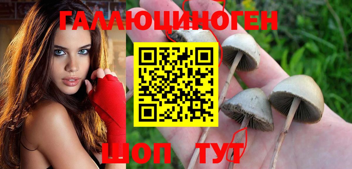 Псилоцибиновые грибы Cubensis  наркота  Вход с VPN  Москва  Псилоцибиновые грибы прущие грибы 